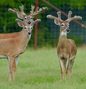 These M3 Whitetails bucks are growing out nicely at our Texas whitetail deer farm.  M3 Whitetails are Texas deer breeders that specialize in raising and selling whitetail Breeder Bucks, whitetail DMP bucks, whitetail Stocker Bucks, as well as open and bred whitetail does. Big Texas Typicals are what buyers want when buying Texas DMP Bucks, Stocker Bucks, and Breeder Bucks.  Our whitetail deer for sale are sure to impress prospective buyers and are priced competitively.