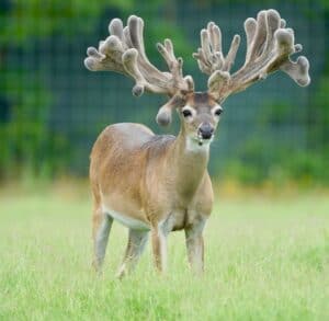 This M3 Whitetails buck is growing out nicely at our Texas whitetail deer farm.  M3 Whitetails are Texas deer breeders that specialize in raising and selling whitetail Breeder Bucks, whitetail DMP bucks, whitetail Stocker Bucks, as well as open and bred whitetail does. Big Texas Typicals are what buyers want when buying Texas DMP Bucks, Stocker Bucks, and Breeder Bucks.  Our whitetail deer for sale are sure to impress prospective buyers and are priced competitively. 