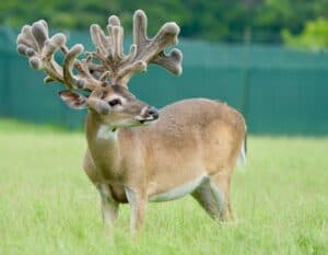 This M3 Whitetails buck is growing out nicely at our Texas whitetail deer farm.  M3 Whitetails are Texas deer breeders that specialize in raising and selling whitetail Breeder Bucks, whitetail DMP bucks, whitetail Stocker Bucks, as well as open and bred whitetail does. Big Texas Typicals are what buyers want when buying Texas DMP Bucks, Stocker Bucks, and Breeder Bucks.  Our whitetail deer for sale are sure to impress prospective buyers and are priced competitively. 