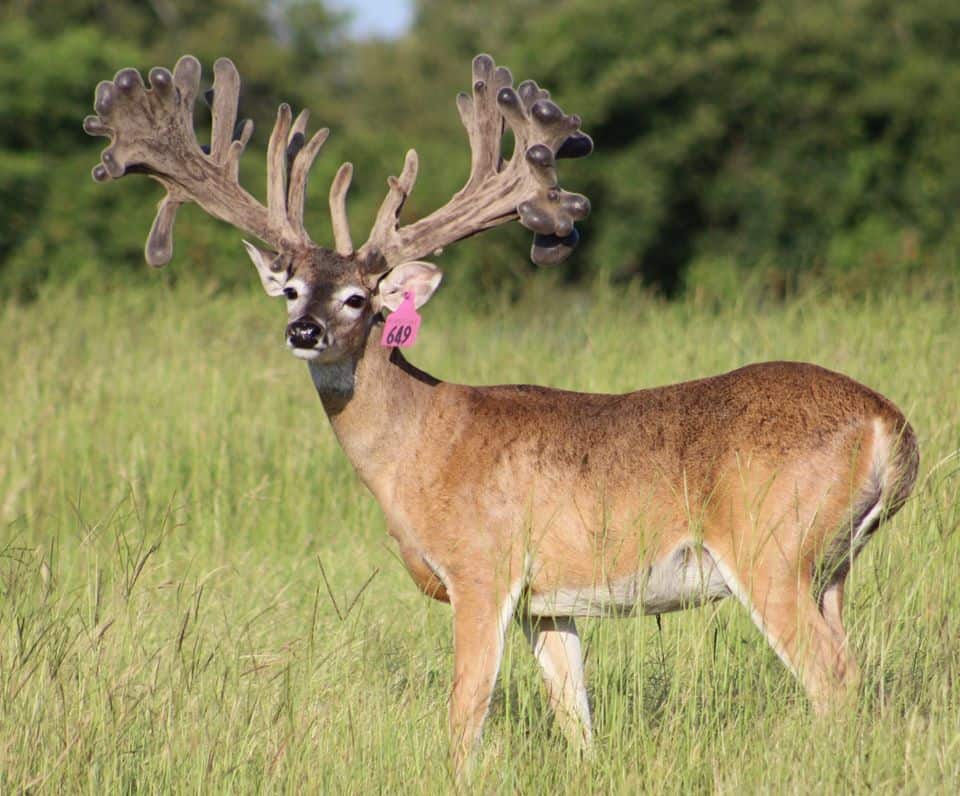 This M3 Whitetails buck is growing out nicely at our Texas whitetail deer farm.  M3 Whitetails are Texas deer breeders that specialize in raising and selling whitetail Breeder Bucks, whitetail DMP Bucks, whitetail Stocker Bucks, as well as open and bred whitetail does. Big Texas Typicals are what buyers want when buying Texas DMP Bucks, Stocker Bucks, and Breeder Bucks.  Our whitetail deer for sale are sure to impress prospective buyers and are priced competitively.