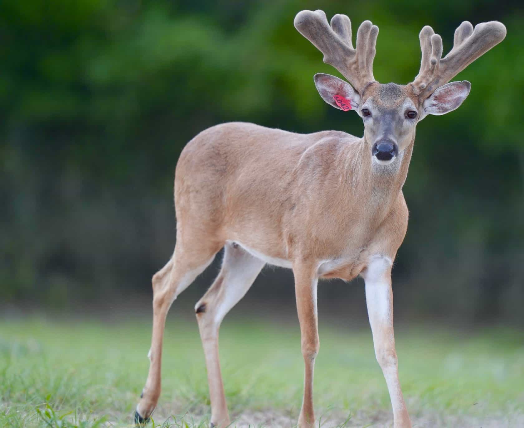 Whitetail deer M3-Red 6042 is growing out nicely on our Texas deer farm! He is among our outstanding whitetail deer for sale!