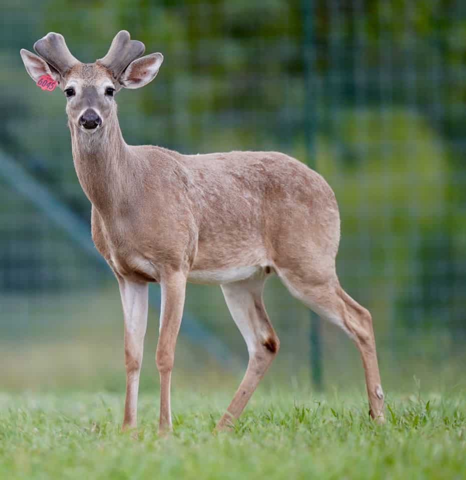 Whitetail deer M3-Red 6045 off to a good start on our Texas deer farm! He is listed among our high quality whitetail deer for sale!