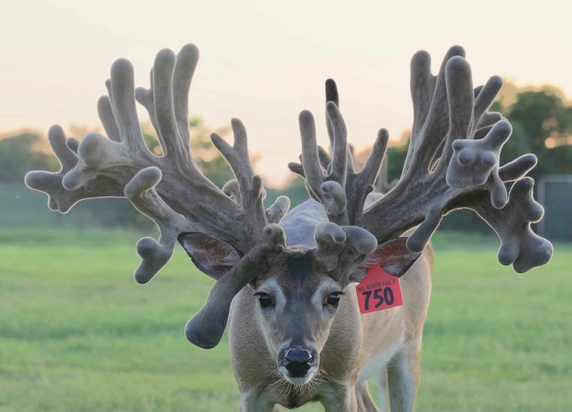 This M3 Whitetails buck is growing out nicely at our Texas whitetail deer farm.  M3 Whitetails are Texas deer breeders that specialize in raising and selling whitetail Breeder Bucks, whitetail DMP Bucks, whitetail Stocker Bucks, as well as open and bred whitetail does. Big Texas Typicals are what buyers want when buying Texas DMP Bucks, Stocker Bucks, and Breeder Bucks.  Our whitetail deer for sale are sure to impress prospective buyers and are priced competitively.