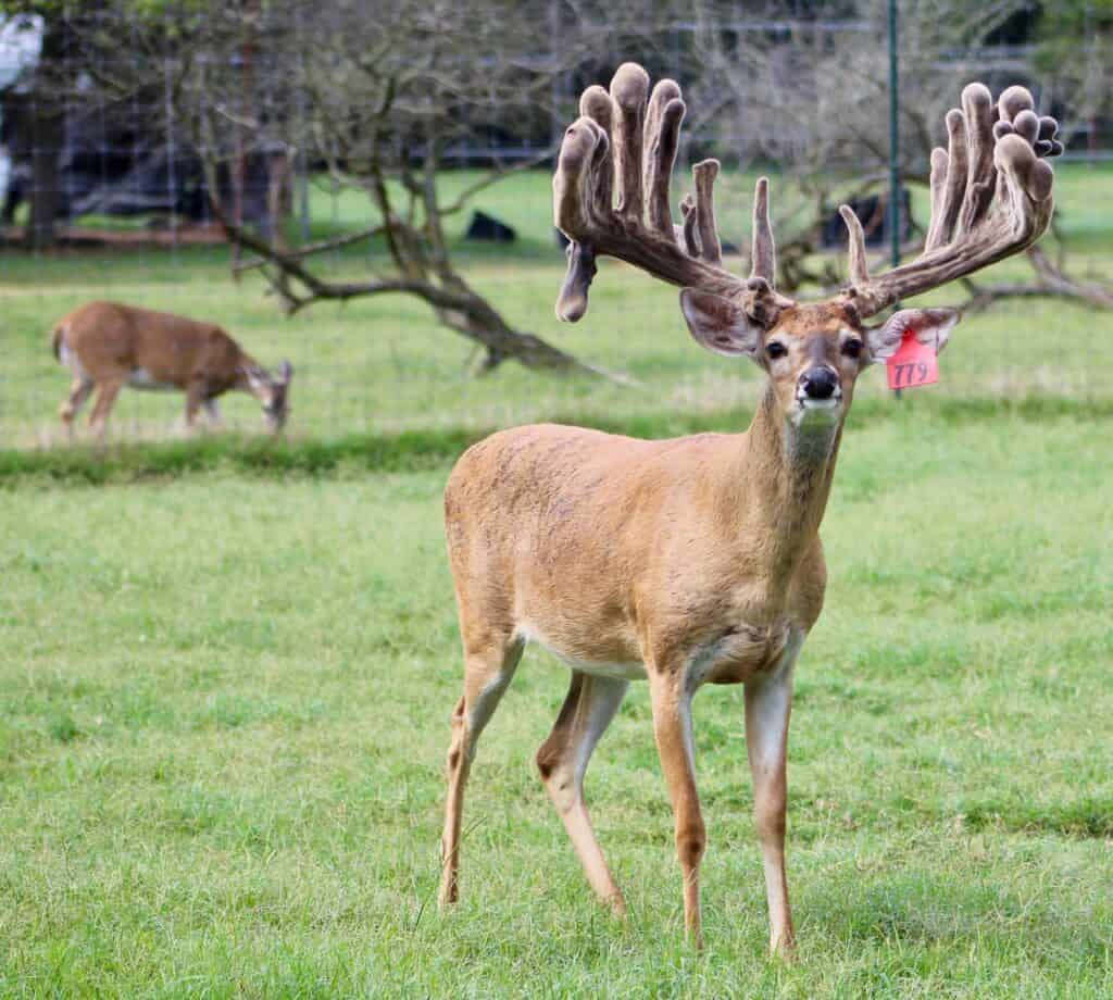 This M3 Whitetails buck is growing out nicely at our Texas whitetail deer farm.  M3 Whitetails are Texas deer breeders that specialize in raising and selling whitetail Breeder Bucks, whitetail DMP Bucks, whitetail Stocker Bucks, as well as open and bred whitetail does. Big Texas Typicals are what buyers want when buying Texas DMP Bucks, Stocker Bucks, and Breeder Bucks.  Our whitetail deer for sale are sure to impress prospective buyers and are priced competitively.