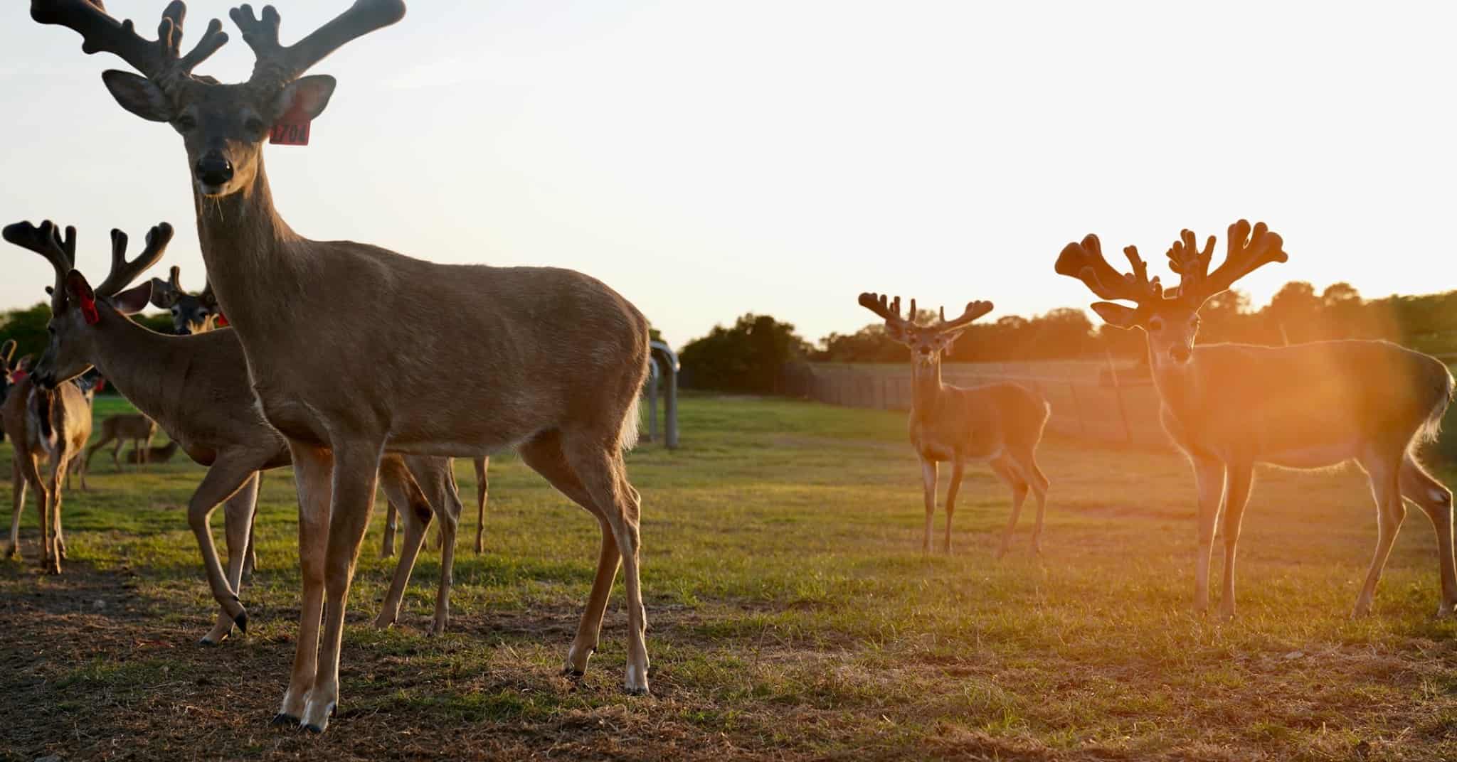 Whitetail buck M3-Red 1704 and his peers are among our outstanding 2017 whitetail deer for sale on our Texas Deer Farm.