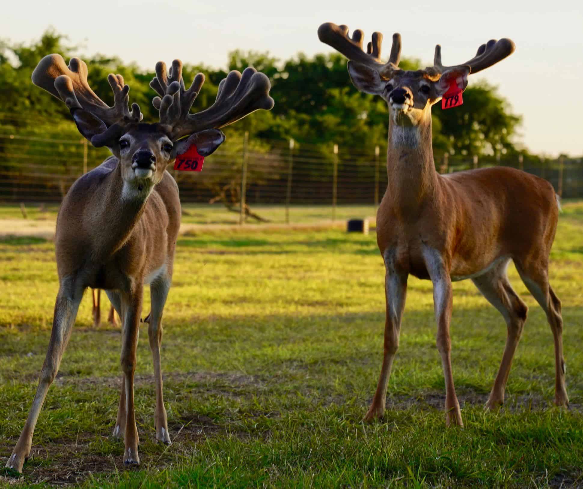Whitetail bucks M3-Red 750 and M3-Red 779 are among our superb 2017 whitetail deer for sale on our deer farm in Texas.