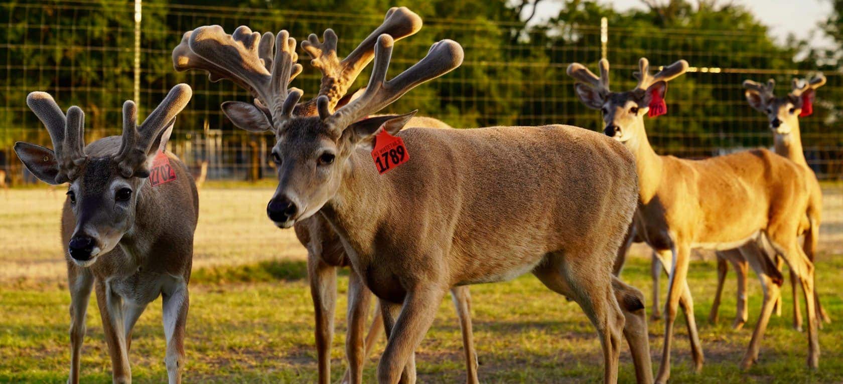 Whitetail bucks M3-Red 1789 and M3-Red 2702 are among our outstanding 2017 whitetail deer for sale on our deer farm in Texas.