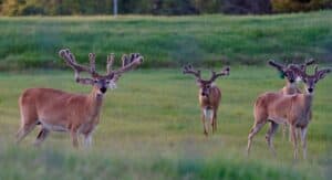 These M3 Whitetails bucks are growing out nicely at our Texas whitetail deer farm.  M3 Whitetails are Texas deer breeders that specialize in raising and selling whitetail Breeder Bucks, whitetail DMP Bucks, whitetail Stocker Bucks, as well as open and bred whitetail does. Big Texas Typicals are what buyers want when buying Texas DMP Bucks, Stocker Bucks, and Breeder Bucks.  Our whitetail deer for sale are sure to impress prospective buyers and are priced competitively.
