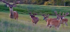 These M3 Whitetails bucks are growing out nicely at our Texas whitetail deer farm. M3 Whitetails are Texas deer breeders that specialize in raising and selling whitetail Breeder Bucks, whitetail DMP Bucks, whitetail Stocker Bucks, as well as open and bred whitetail does. Big Texas Typicals are what buyers want when buying Texas DMP Bucks, Stocker Bucks, and Breeder Bucks. Our whitetail deer for sale are sure to impress prospective buyers and are priced competitively.