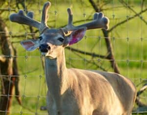 This M3 Whitetails buck is growing out nicely at our Texas whitetail deer farm.  M3 Whitetails are Texas deer breeders that specialize in raising and selling whitetail Breeder Bucks, whitetail DMP bucks, whitetail Stocker Bucks, as well as open and bred whitetail does. Big Texas Typicals are what buyers want when buying Texas DMP Bucks, Stocker Bucks, and Breeder Bucks.  Our whitetail deer for sale are sure to impress prospective buyers and are priced competitively.