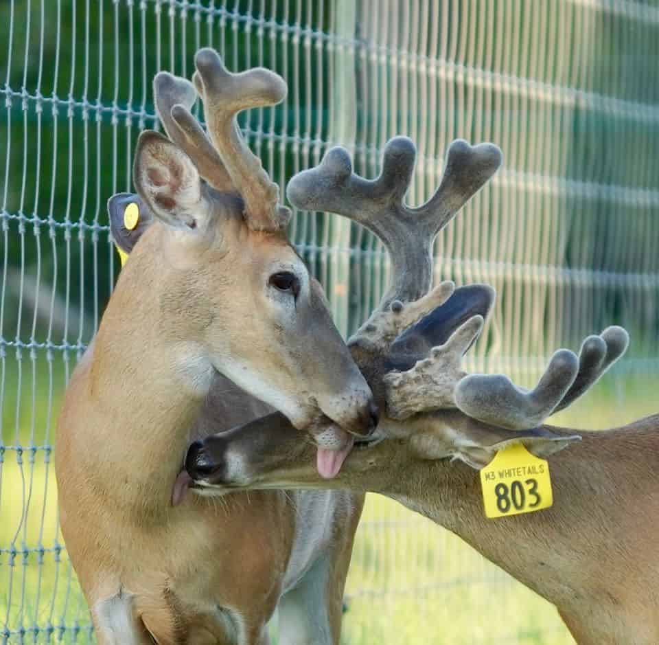 These M3 Whitetails bucks are growing out nicely at our Texas whitetail deer farm.  M3 Whitetails are Texas deer breeders that specialize in raising and selling whitetail Breeder Bucks, whitetail DMP Bucks, whitetail Stocker Bucks, as well as open and bred whitetail does. Big Texas Typicals are what buyers want when buying Texas DMP Bucks, Stocker Bucks, and Breeder Bucks.  Our whitetail deer for sale are sure to impress prospective buyers and are priced competitively.