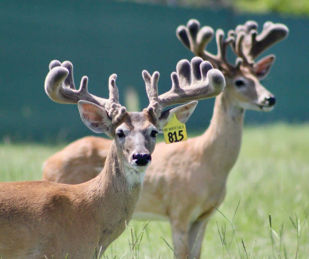 This M3 Whitetails buck is growing out nicely at our Texas whitetail deer farm.  M3 Whitetails are Texas deer breeders that specialize in raising and selling whitetail Breeder Bucks, whitetail DMP Bucks, whitetail Stocker Bucks, as well as open and bred whitetail does. Big Texas Typicals are what buyers want when buying Texas DMP Bucks, Stocker Bucks, and Breeder Bucks.  Our whitetail deer for sale are sure to impress prospective buyers and are priced competitively.