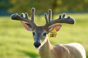 This M3 Whitetails buck is growing out nicely at our Texas whitetail deer farm.  M3 Whitetails are Texas deer breeders that specialize in raising and selling whitetail Breeder Bucks, whitetail DMP bucks, whitetail Stocker Bucks, as well as open and bred whitetail does. Big Texas Typicals are what buyers want when buying Texas DMP Bucks, Stocker Bucks, and Breeder Bucks.  Our whitetail deer for sale are sure to impress prospective buyers and are priced competitively.