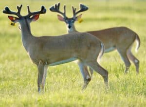 These M3 Whitetails bucks are growing out nicely at our Texas whitetail deer farm.  M3 Whitetails are Texas deer breeders that specialize in raising and selling whitetail Breeder Bucks, whitetail DMP bucks, whitetail Stocker Bucks, as well as open and bred whitetail does. Big Texas Typicals are what buyers want when buying Texas DMP Bucks, Stocker Bucks, and Breeder Bucks.  Our whitetail deer for sale are sure to impress prospective buyers and are priced competitively.