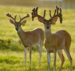 These M3 Whitetails bucks are growing out nicely at our Texas whitetail deer farm.  M3 Whitetails are Texas deer breeders that specialize in raising and selling whitetail Breeder Bucks, whitetail DMP bucks, whitetail Stocker Bucks, as well as open and bred whitetail does. Big Texas Typicals are what buyers want when buying Texas DMP Bucks, Stocker Bucks, and Breeder Bucks.  Our whitetail deer for sale are sure to impress prospective buyers and are priced competitively.