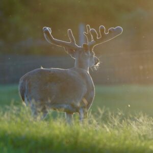 This M3 Whitetails buck is growing out nicely at our Texas whitetail deer farm.  M3 Whitetails are Texas deer breeders that specialize in raising and selling whitetail Breeder Bucks, whitetail DMP bucks, whitetail Stocker Bucks, as well as open and bred whitetail does. Big Texas Typicals are what buyers want when buying Texas DMP Bucks, Stocker Bucks, and Breeder Bucks.  Our whitetail deer for sale are sure to impress prospective buyers and are priced competitively.