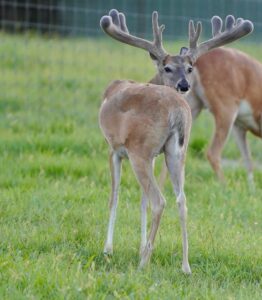 This M3 Whitetails buck is growing out nicely at our Texas whitetail deer farm.  M3 Whitetails are Texas deer breeders that specialize in raising and selling whitetail Breeder Bucks, whitetail DMP Bucks, whitetail Stocker Bucks, as well as open and bred whitetail does. Big Texas Typicals are what buyers want when buying Texas DMP Bucks, Stocker Bucks, and Breeder Bucks.  Our whitetail deer for sale are sure to impress prospective buyers and are priced competitively.