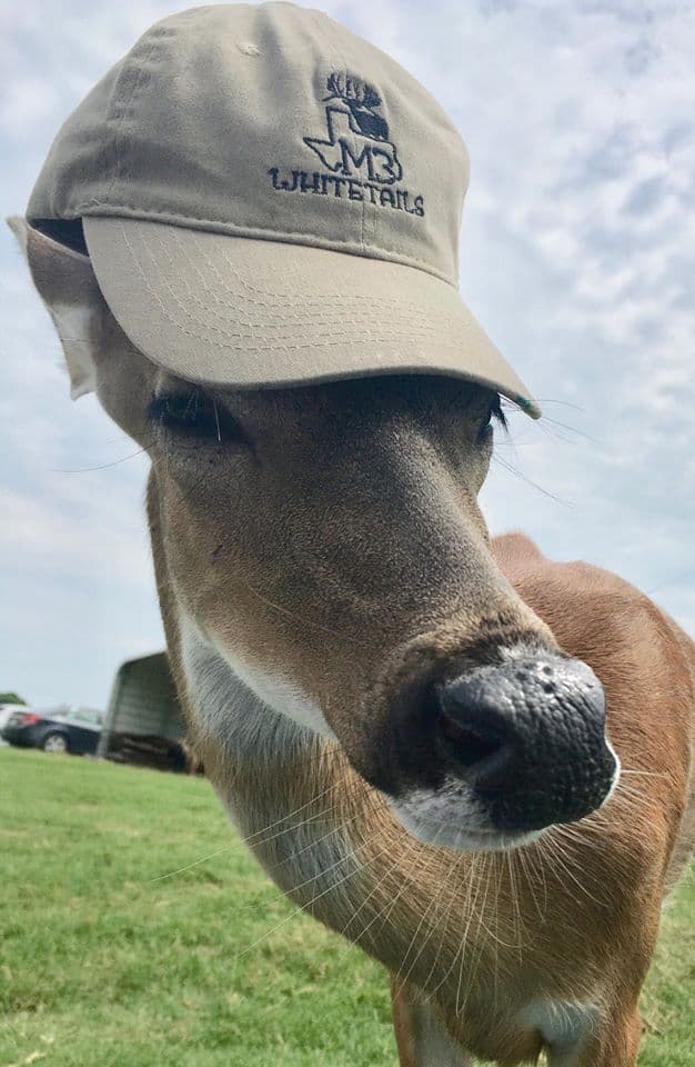 This M3 Whitetails buck is growing out nicely at our Texas whitetail deer farm.  M3 Whitetails are Texas deer breeders that specialize in raising and selling whitetail Breeder Bucks, whitetail DMP Bucks, whitetail Stocker Bucks, as well as open and bred whitetail does. Big Texas Typicals are what buyers want when buying Texas DMP Bucks, Stocker Bucks, and Breeder Bucks.  Our whitetail deer for sale are sure to impress prospective buyers and are priced competitively.
