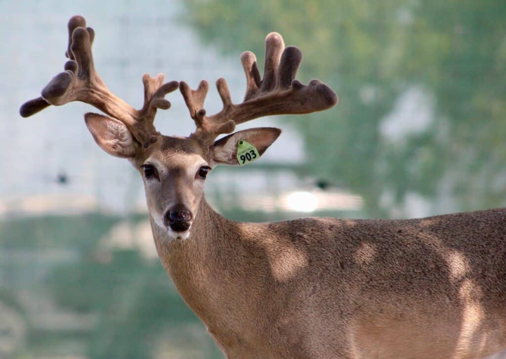 This M3 Whitetails buck is growing out nicely at our Texas whitetail deer farm.  M3 Whitetails are Texas deer breeders that specialize in raising and selling whitetail Breeder Bucks, whitetail DMP Bucks, whitetail Stocker Bucks, as well as open and bred whitetail does. Big Texas Typicals are what buyers want when buying Texas DMP Bucks, Stocker Bucks, and Breeder Bucks.  Our whitetail deer for sale are sure to impress prospective buyers and are priced competitively.