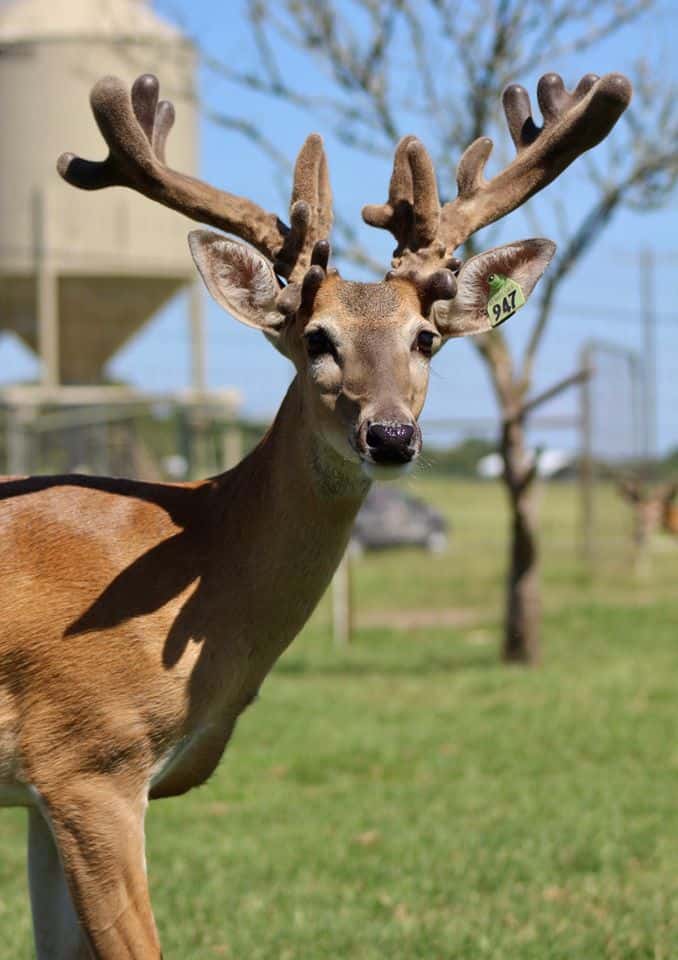 This M3 Whitetails buck is growing out nicely at our Texas whitetail deer farm.  M3 Whitetails are Texas deer breeders that specialize in raising and selling whitetail Breeder Bucks, whitetail DMP Bucks, whitetail Stocker Bucks, as well as open and bred whitetail does. Big Texas Typicals are what buyers want when buying Texas DMP Bucks, Stocker Bucks, and Breeder Bucks.  Our whitetail deer for sale are sure to impress prospective buyers and are priced competitively.