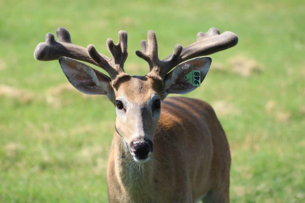 This M3 Whitetails buck is growing out nicely at our Texas whitetail deer farm.  M3 Whitetails are Texas deer breeders that specialize in raising and selling whitetail Breeder Bucks, whitetail DMP Bucks, whitetail Stocker Bucks, as well as open and bred whitetail does. Big Texas Typicals are what buyers want when buying Texas DMP Bucks, Stocker Bucks, and Breeder Bucks.  Our whitetail deer for sale are sure to impress prospective buyers and are priced competitively.
