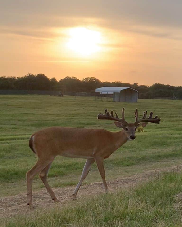 This M3 Whitetails buck is growing out nicely at our Texas whitetail deer farm. M3 Whitetails are Texas deer breeders that specialize in raising and selling whitetail Breeder Bucks, whitetail DMP Bucks, whitetail Stocker Bucks, as well as open and bred whitetail does. Big Texas Typicals are what buyers want when buying Texas DMP Bucks, Stocker Bucks, and Breeder Bucks. Our whitetail deer for sale are sure to impress prospective buyers and are priced competitively.