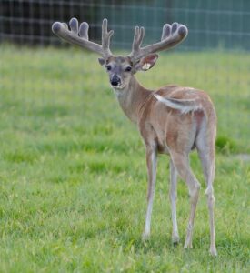 This M3 Whitetails buck is growing out nicely at our Texas whitetail deer farm.  M3 Whitetails are Texas deer breeders that specialize in raising and selling whitetail Breeder Bucks, whitetail DMP Bucks, whitetail Stocker Bucks, as well as open and bred whitetail does. Big Texas Typicals are what buyers want when buying Texas DMP Bucks, Stocker Bucks, and Breeder Bucks.  Our whitetail deer for sale are sure to impress prospective buyers and are priced competitively.