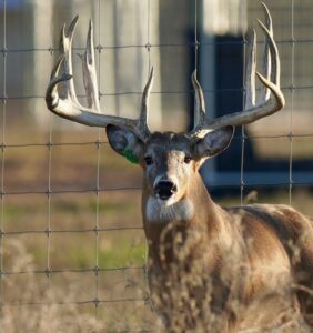 M3 Whitetails are Texas deer breeders that specialize in raising and selling whitetail Breeder Bucks, whitetail DMP Bucks, whitetail Stocker Bucks, as well as open and bred whitetail does. Big Texas Typicals are what buyers want when buying Texas DMP Bucks, Stocker Bucks, and Breeder Bucks. Our whitetail deer for sale are sure to impress prospective buyers and are priced competitively.