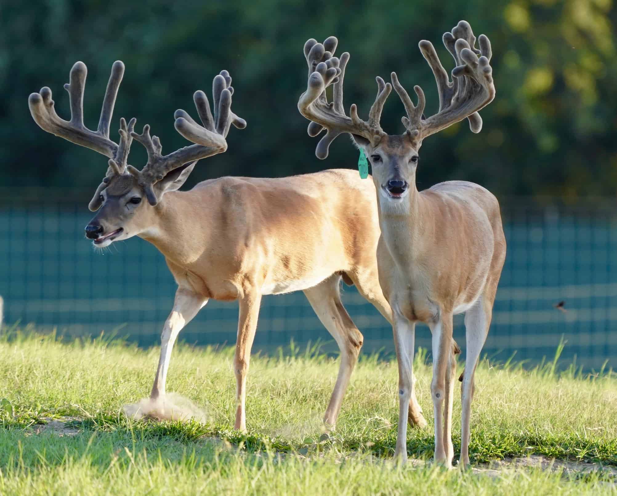 These M3 Whitetails bucks are growing out nicely at our Texas whitetail deer farm. M3 Whitetails are Texas deer breeders that specialize in raising and selling whitetail Breeder Bucks, whitetail DMP Bucks, whitetail Stocker Bucks, as well as open and bred whitetail does. Big Texas Typicals are what buyers want when buying Texas DMP Bucks, Stocker Bucks, and Breeder Bucks. Our whitetail deer for sale are sure to impress prospective buyers and are priced competitively.