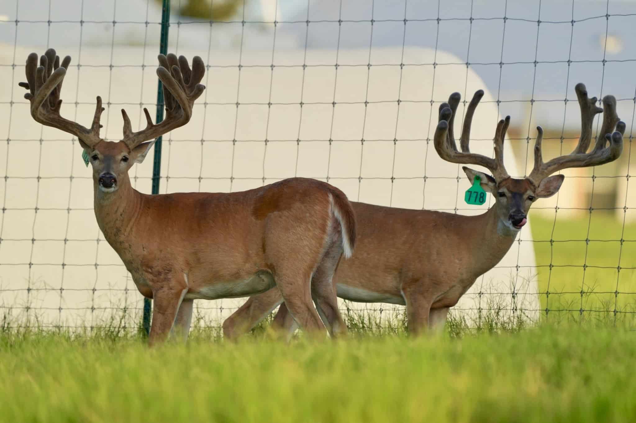 These M3 Whitetails bucks are growing out nicely at our Texas whitetail deer farm. M3 Whitetails are Texas deer breeders that specialize in raising and selling whitetail Breeder Bucks, whitetail DMP Bucks, whitetail Stocker Bucks, as well as open and bred whitetail does. Big Texas Typicals are what buyers want when buying Texas DMP Bucks, Stocker Bucks, and Breeder Bucks. Our whitetail deer for sale are sure to impress prospective buyers and are priced competitively.
