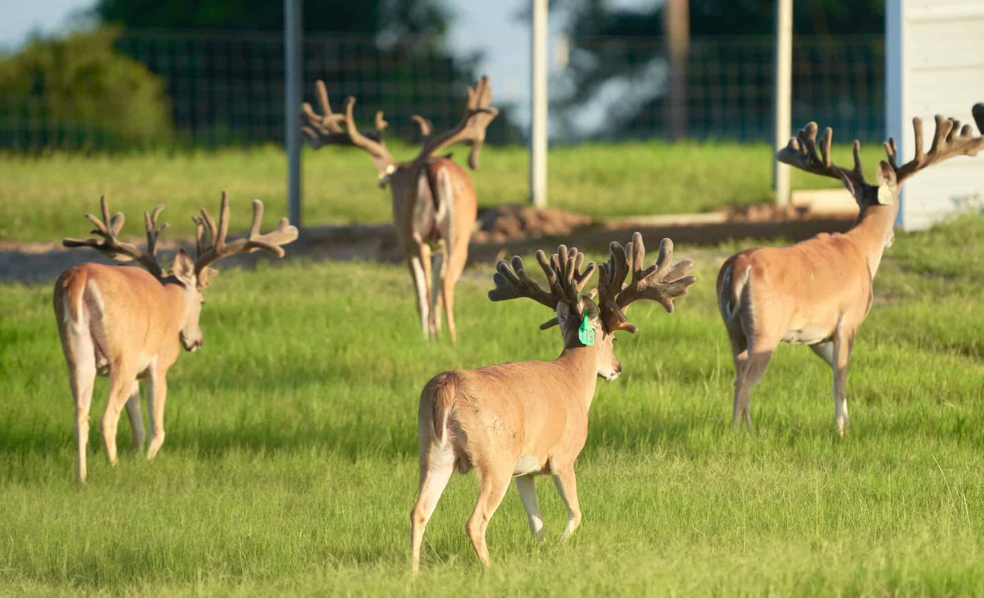 These M3 Whitetails bucks are growing out nicely at our Texas whitetail deer farm. M3 Whitetails are Texas deer breeders that specialize in raising and selling whitetail Breeder Bucks, whitetail DMP Bucks, whitetail Stocker Bucks, as well as open and bred whitetail does. Big Texas Typicals are what buyers want when buying Texas DMP Bucks, Stocker Bucks, and Breeder Bucks. Our whitetail deer for sale are sure to impress prospective buyers and are priced competitively.