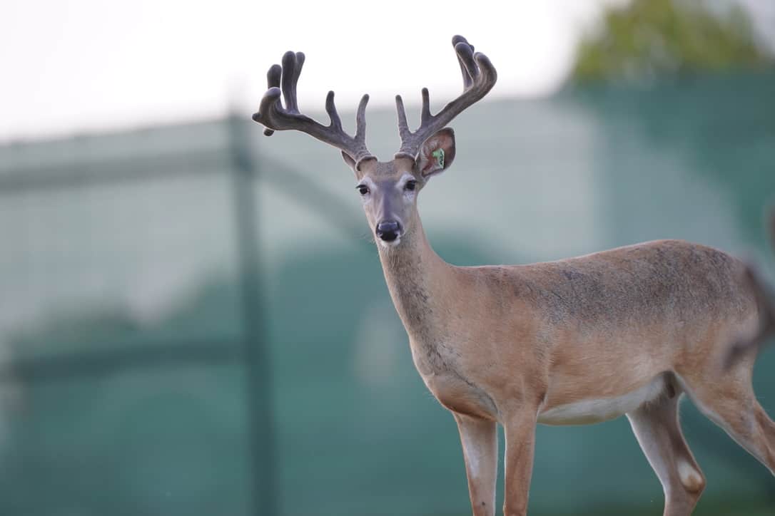 This M3 Whitetails buck is growing out nicely at our Texas whitetail deer farm. M3 Whitetails are Texas deer breeders that specialize in raising and selling whitetail Breeder Bucks, whitetail DMP Bucks, whitetail Stocker Bucks, as well as open and bred whitetail does. Big Texas Typicals are what buyers want when buying Texas DMP Bucks, Stocker Bucks, and Breeder Bucks. Our whitetail deer for sale are sure to impress prospective buyers and are priced competitively.