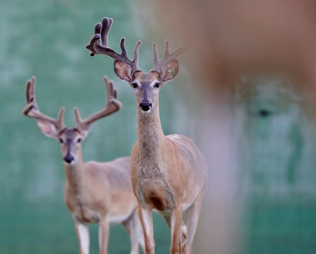 These M3 Whitetails bucks are growing out nicely at our Texas whitetail deer farm. M3 Whitetails are Texas deer breeders that specialize in raising and selling whitetail Breeder Bucks, whitetail DMP Bucks, whitetail Stocker Bucks, as well as open and bred whitetail does. Big Texas Typicals are what buyers want when buying Texas DMP Bucks, Stocker Bucks, and Breeder Bucks. Our whitetail deer for sale are sure to impress prospective buyers and are priced competitively.