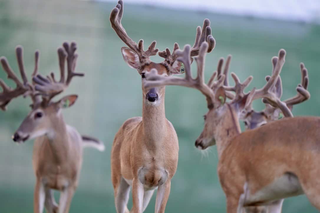 These M3 Whitetails bucks are growing out nicely at our Texas whitetail deer farm. M3 Whitetails are Texas deer breeders that specialize in raising and selling whitetail Breeder Bucks, whitetail DMP Bucks, whitetail Stocker Bucks, as well as open and bred whitetail does. Big Texas Typicals are what buyers want when buying Texas DMP Bucks, Stocker Bucks, and Breeder Bucks. Our whitetail deer for sale are sure to impress prospective buyers and are priced competitively.