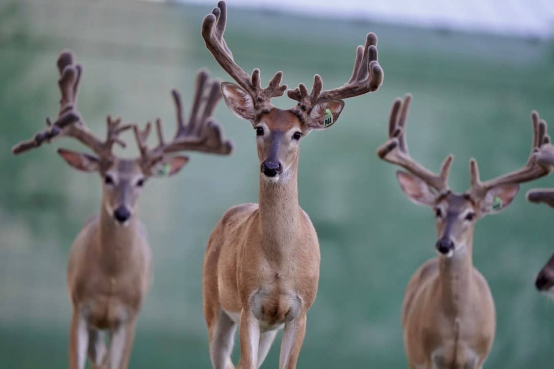 These M3 Whitetails bucks are growing out nicely at our Texas whitetail deer farm. M3 Whitetails are Texas deer breeders that specialize in raising and selling whitetail Breeder Bucks, whitetail DMP Bucks, whitetail Stocker Bucks, as well as open and bred whitetail does. Big Texas Typicals are what buyers want when buying Texas DMP Bucks, Stocker Bucks, and Breeder Bucks. Our whitetail deer for sale are sure to impress prospective buyers and are priced competitively.
