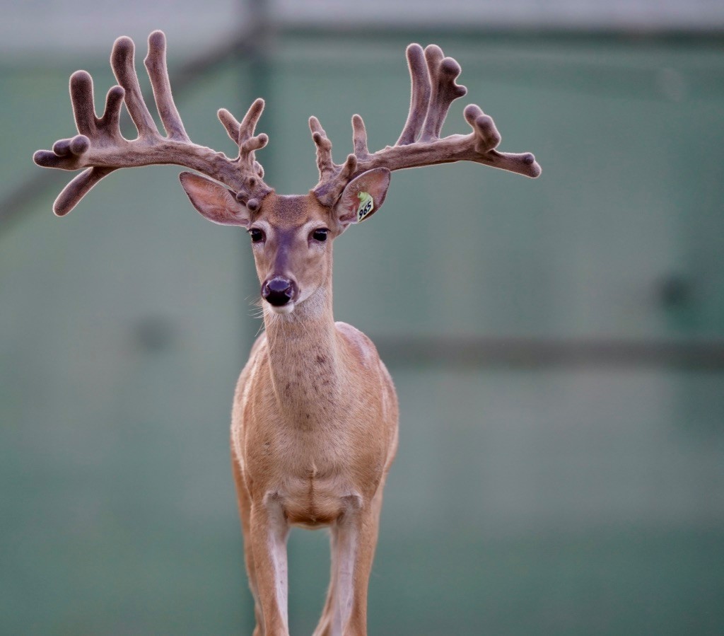 This M3 Whitetails buck is growing out nicely at our Texas whitetail deer farm. M3 Whitetails are Texas deer breeders that specialize in raising and selling whitetail Breeder Bucks, whitetail DMP Bucks, whitetail Stocker Bucks, as well as open and bred whitetail does. Big Texas Typicals are what buyers want when buying Texas DMP Bucks, Stocker Bucks, and Breeder Bucks. Our whitetail deer for sale are sure to impress prospective buyers and are priced competitively.