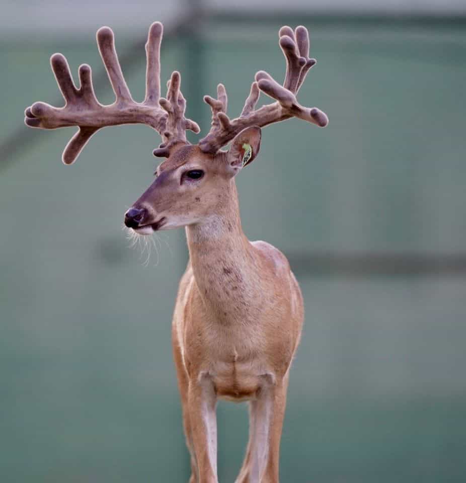 This M3 Whitetails buck is growing out nicely at our Texas whitetail deer farm. M3 Whitetails are Texas deer breeders that specialize in raising and selling whitetail Breeder Bucks, whitetail DMP Bucks, whitetail Stocker Bucks, as well as open and bred whitetail does. Big Texas Typicals are what buyers want when buying Texas DMP Bucks, Stocker Bucks, and Breeder Bucks. Our whitetail deer for sale are sure to impress prospective buyers and are priced competitively.