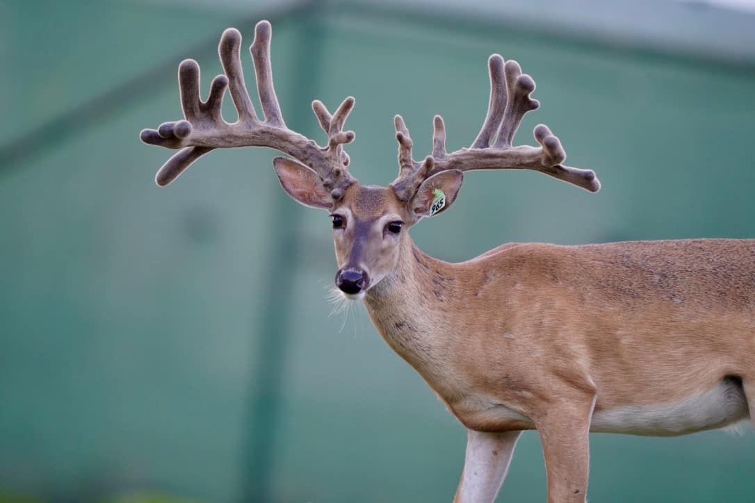 This M3 Whitetails buck is growing out nicely at our Texas whitetail deer farm. M3 Whitetails are Texas deer breeders that specialize in raising and selling whitetail Breeder Bucks, whitetail DMP Bucks, whitetail Stocker Bucks, as well as open and bred whitetail does. Big Texas Typicals are what buyers want when buying Texas DMP Bucks, Stocker Bucks, and Breeder Bucks. Our whitetail deer for sale are sure to impress prospective buyers and are priced competitively.