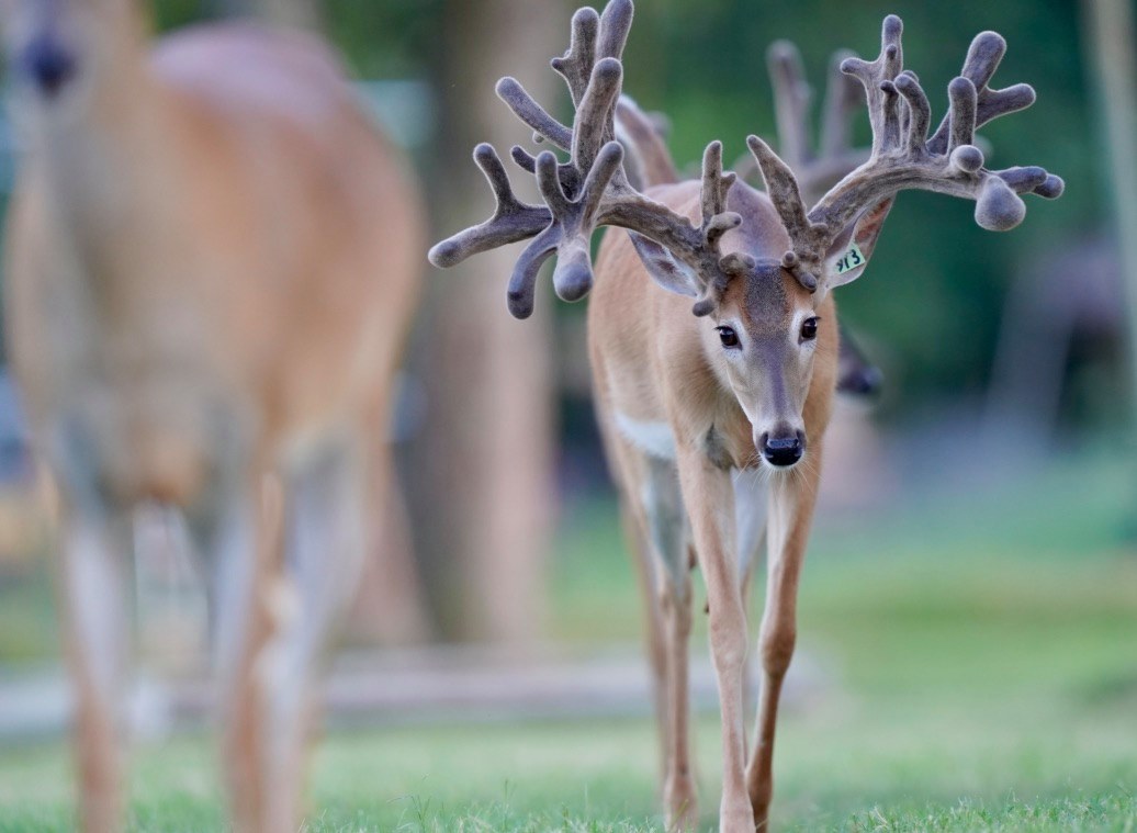 This M3 Whitetails buck is growing out nicely at our Texas whitetail deer farm. M3 Whitetails are Texas deer breeders that specialize in raising and selling whitetail Breeder Bucks, whitetail DMP Bucks, whitetail Stocker Bucks, as well as open and bred whitetail does. Big Texas Typicals are what buyers want when buying Texas DMP Bucks, Stocker Bucks, and Breeder Bucks. Our whitetail deer for sale are sure to impress prospective buyers and are priced competitively.