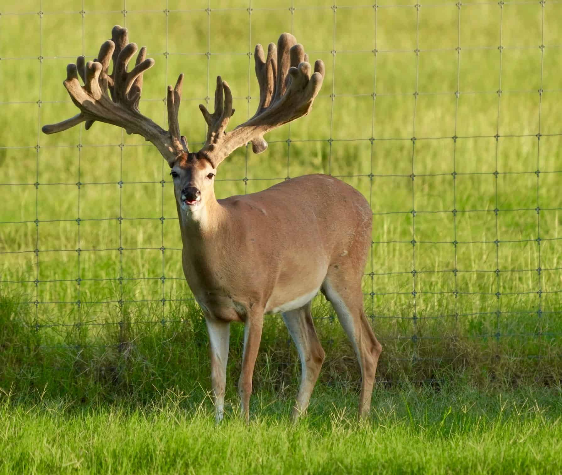 This M3 Whitetails buck is growing out nicely at our Texas whitetail deer farm. M3 Whitetails are Texas deer breeders that specialize in raising and selling whitetail Breeder Bucks, whitetail DMP Bucks, whitetail Stocker Bucks, as well as open and bred whitetail does. Big Texas Typicals are what buyers want when buying Texas DMP Bucks, Stocker Bucks, and Breeder Bucks. Our whitetail deer for sale are sure to impress prospective buyers and are priced competitively.