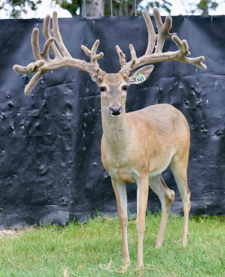This M3 Whitetails buck is growing out nicely at our Texas whitetail deer farm. M3 Whitetails are Texas deer breeders that specialize in raising and selling whitetail Breeder Bucks, whitetail DMP Bucks, whitetail Stocker Bucks, as well as open and bred whitetail does. Big Texas Typicals are what buyers want when buying Texas DMP Bucks, Stocker Bucks, and Breeder Bucks. Our whitetail deer for sale are sure to impress prospective buyers and are priced competitively.