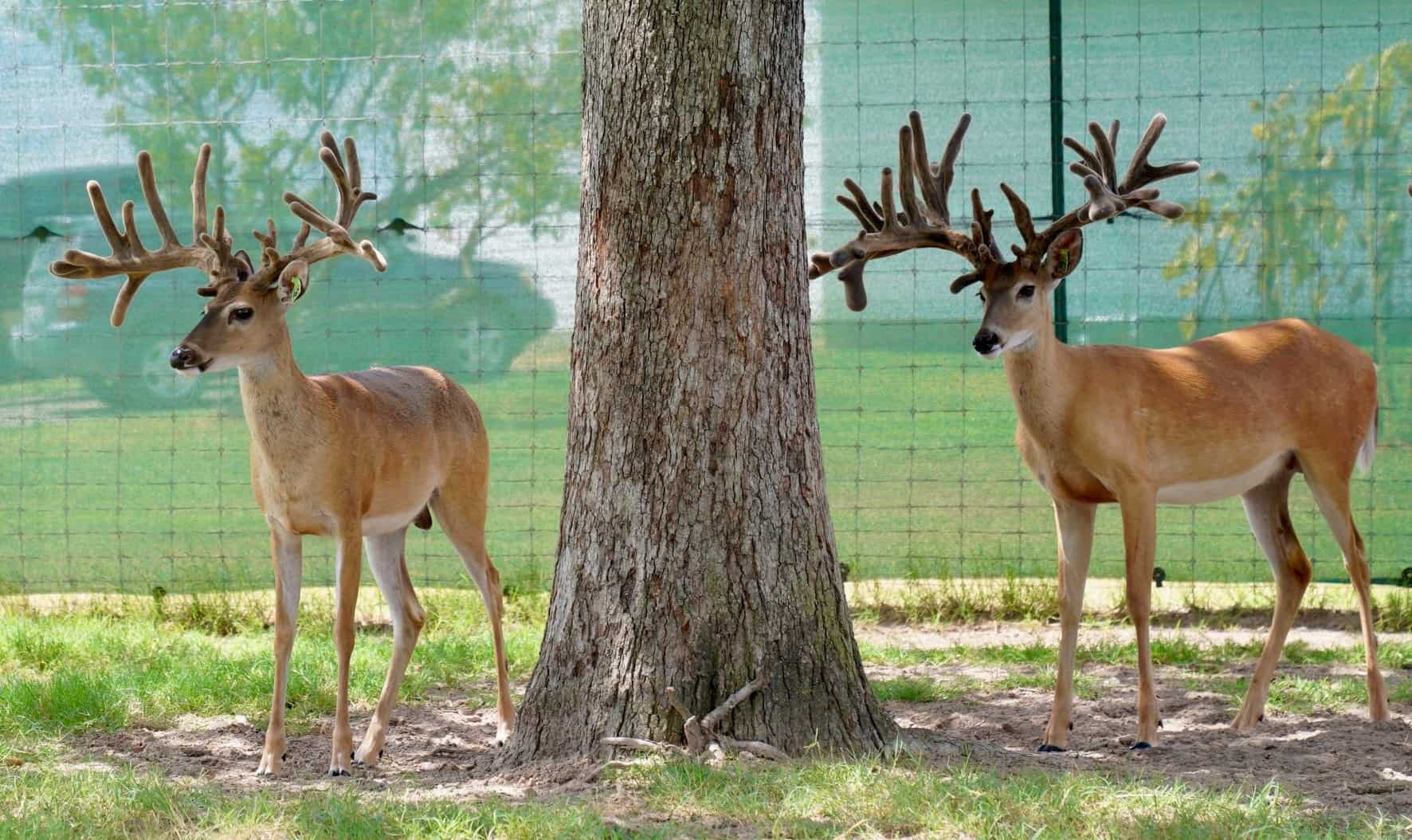 These M3 Whitetails bucks are growing out nicely at our Texas whitetail deer farm. M3 Whitetails are Texas deer breeders that specialize in raising and selling whitetail Breeder Bucks, whitetail DMP Bucks, whitetail Stocker Bucks, as well as open and bred whitetail does. Big Texas Typicals are what buyers want when buying Texas DMP Bucks, Stocker Bucks, and Breeder Bucks. Our whitetail deer for sale are sure to impress prospective buyers and are priced competitively.