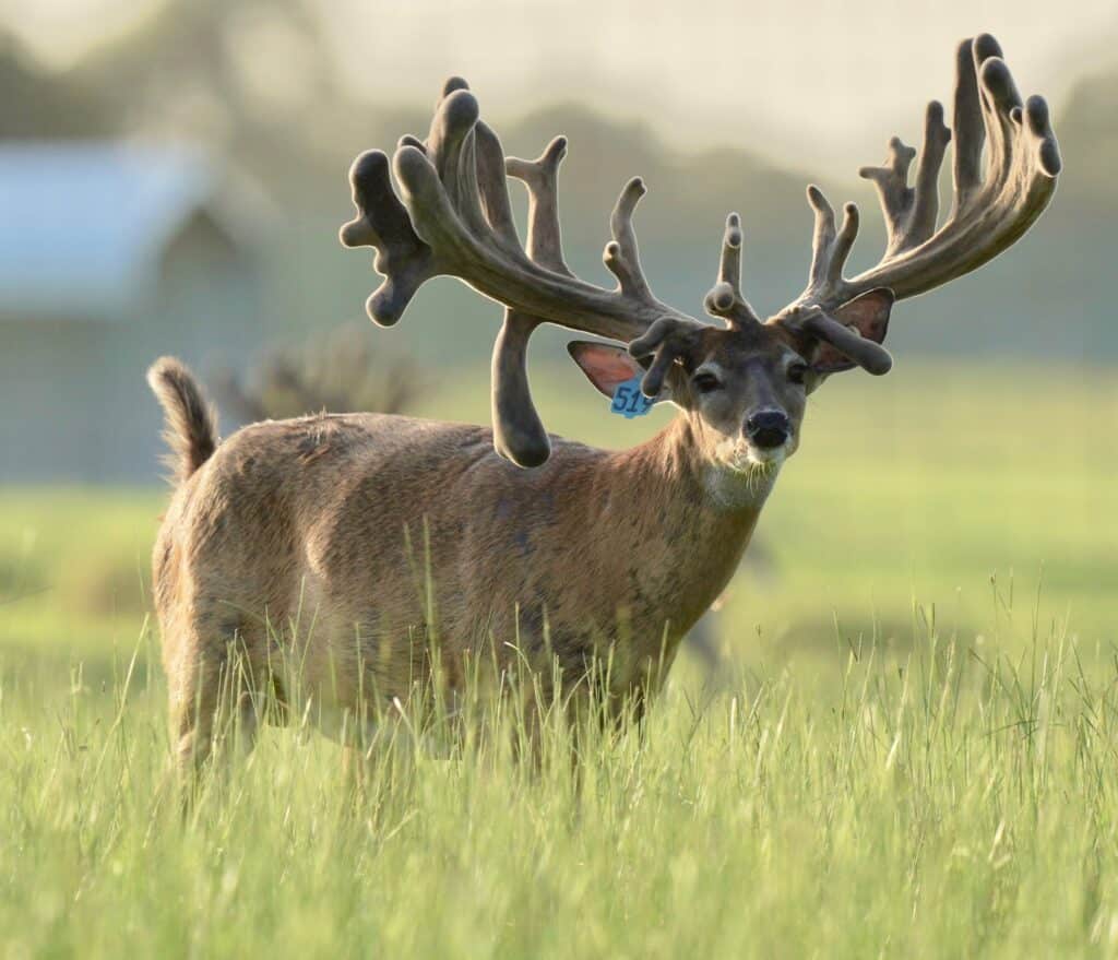 This M3 Whitetails buck is growing out nicely at our Texas whitetail deer farm. M3 Whitetails are Texas deer breeders that specialize in raising and selling whitetail Breeder Bucks, whitetail DMP Bucks, whitetail Stocker Bucks, as well as open and bred whitetail does. Big Texas Typicals are what buyers want when buying Texas DMP Bucks, Stocker Bucks, and Breeder Bucks. Our whitetail deer for sale are sure to impress prospective buyers and are priced competitively.