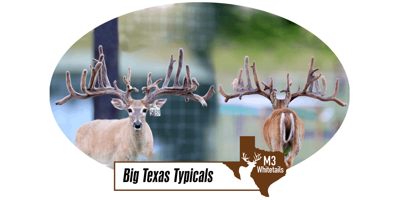 M3 Whitetails are Texas deer breeders that specialize in raising and selling whitetail Breeder Bucks, whitetail DMP Bucks, whitetail Stocker Bucks, as well as open and bred whitetail does. Big Texas Typicals are what buyers want when buying Texas DMP Bucks, Stocker Bucks, and Breeder Bucks. Our whitetail deer for sale are sure to impress prospective buyers and are priced competitively.