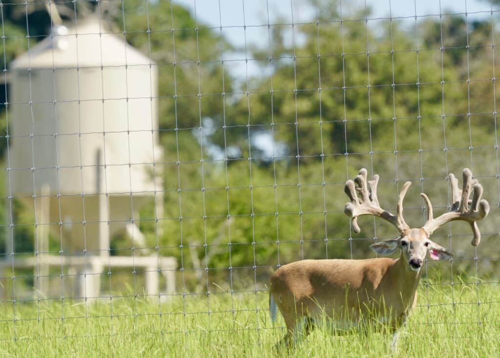 This M3 Whitetails buck is growing out nicely at our Texas whitetail deer farm. M3 Whitetails are Texas deer breeders that specialize in raising and selling whitetail Breeder Bucks, whitetail DMP Bucks, whitetail Stocker Bucks, as well as open and bred whitetail does. Big Texas Typicals are what buyers want when buying Texas DMP Bucks, Stocker Bucks, and Breeder Bucks. Our whitetail deer for sale are sure to impress prospective buyers and are priced competitively.