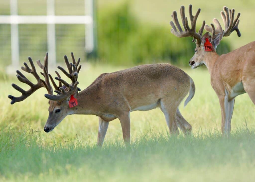 These M3 Whitetails bucks are growing out nicely at our Texas whitetail deer farm. M3 Whitetails are Texas deer breeders that specialize in raising and selling whitetail Breeder Bucks, whitetail DMP Bucks, whitetail Stocker Bucks, as well as open and bred whitetail does. Big Texas Typicals are what buyers want when buying Texas DMP Bucks, Stocker Bucks, and Breeder Bucks. Our whitetail deer for sale are sure to impress prospective buyers and are priced competitively.