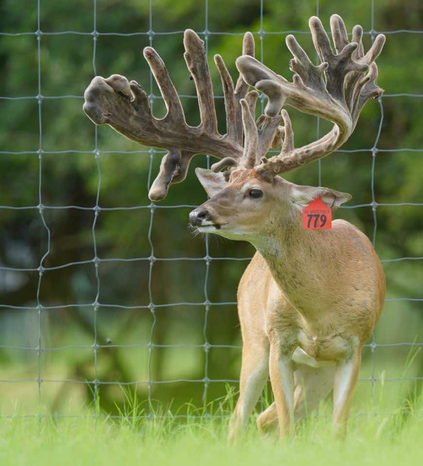 This M3 Whitetails buck is growing out nicely at our Texas whitetail deer farm. M3 Whitetails are Texas deer breeders that specialize in raising and selling whitetail Breeder Bucks, whitetail DMP Bucks, whitetail Stocker Bucks, as well as open and bred whitetail does. Big Texas Typicals are what buyers want when buying Texas DMP Bucks, Stocker Bucks, and Breeder Bucks. Our whitetail deer for sale are sure to impress prospective buyers and are priced competitively.
