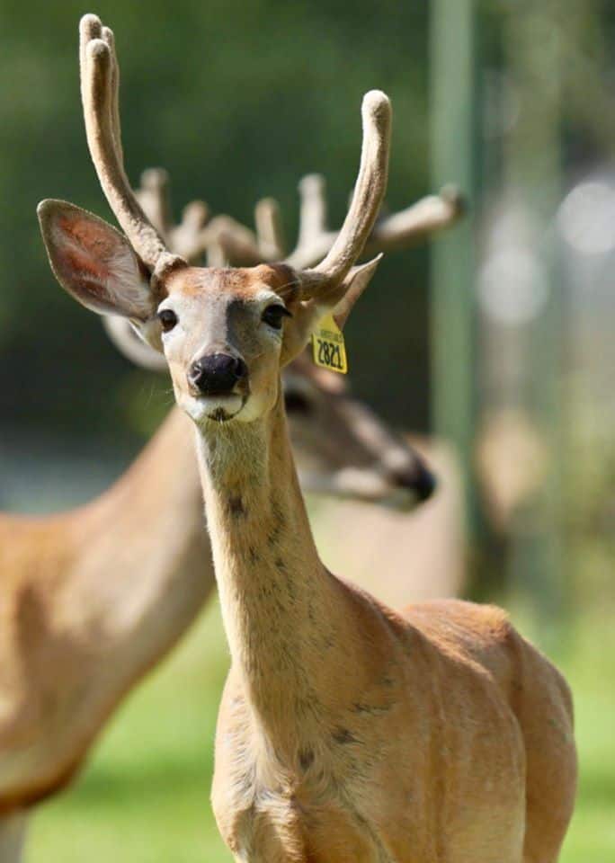 This M3 Whitetails buck is growing out nicely at our Texas whitetail deer farm. M3 Whitetails are Texas deer breeders that specialize in raising and selling whitetail Breeder Bucks, whitetail DMP Bucks, whitetail Stocker Bucks, as well as open and bred whitetail does. Big Texas Typicals are what buyers want when buying Texas DMP Bucks, Stocker Bucks, and Breeder Bucks. Our whitetail deer for sale are sure to impress prospective buyers and are priced competitively.