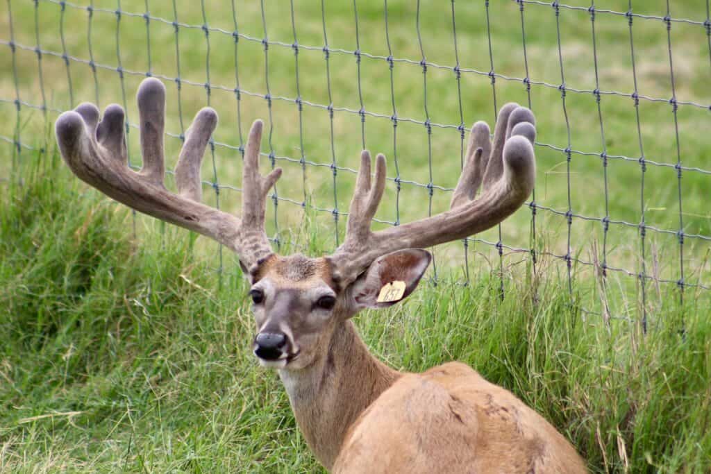 This M3 Whitetails buck is growing out nicely at our Texas whitetail deer farm.  M3 Whitetails are Texas deer breeders that specialize in raising and selling whitetail Breeder Bucks, whitetail DMP Bucks, whitetail Stocker Bucks, as well as open and bred whitetail does. Big Texas Typicals are what buyers want when buying Texas DMP Bucks, Stocker Bucks, and Breeder Bucks.  Our whitetail deer for sale are sure to impress prospective buyers and are priced competitively.