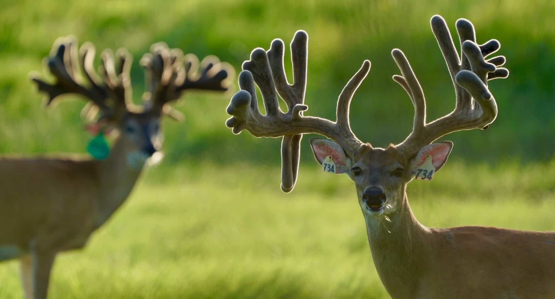 These M3 Whitetails bucks are growing out nicely at our Texas whitetail deer farm. M3 Whitetails are Texas deer breeders that specialize in raising and selling whitetail Breeder Bucks, whitetail DMP Bucks, whitetail Stocker Bucks, as well as open and bred whitetail does. Big Texas Typicals are what buyers want when buying Texas DMP Bucks, Stocker Bucks, and Breeder Bucks. Our whitetail deer for sale are sure to impress prospective buyers and are priced competitively.